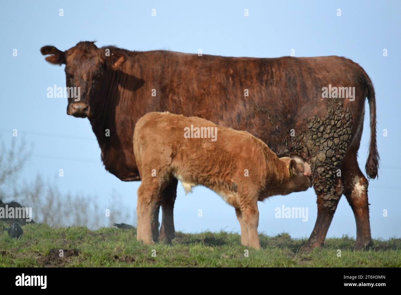 Mooo - Farm Cow and Calf - Kälberfütterung - an Einem sonnigen Tag mit blauem Himmel - Rinder in Einem Bauernfeld - British Farm Animal - UK Stockfoto