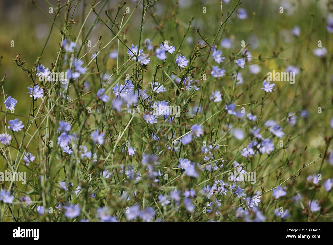 Muster blauer Zichorienblüten auf der Wiese im Sommer Stockfoto