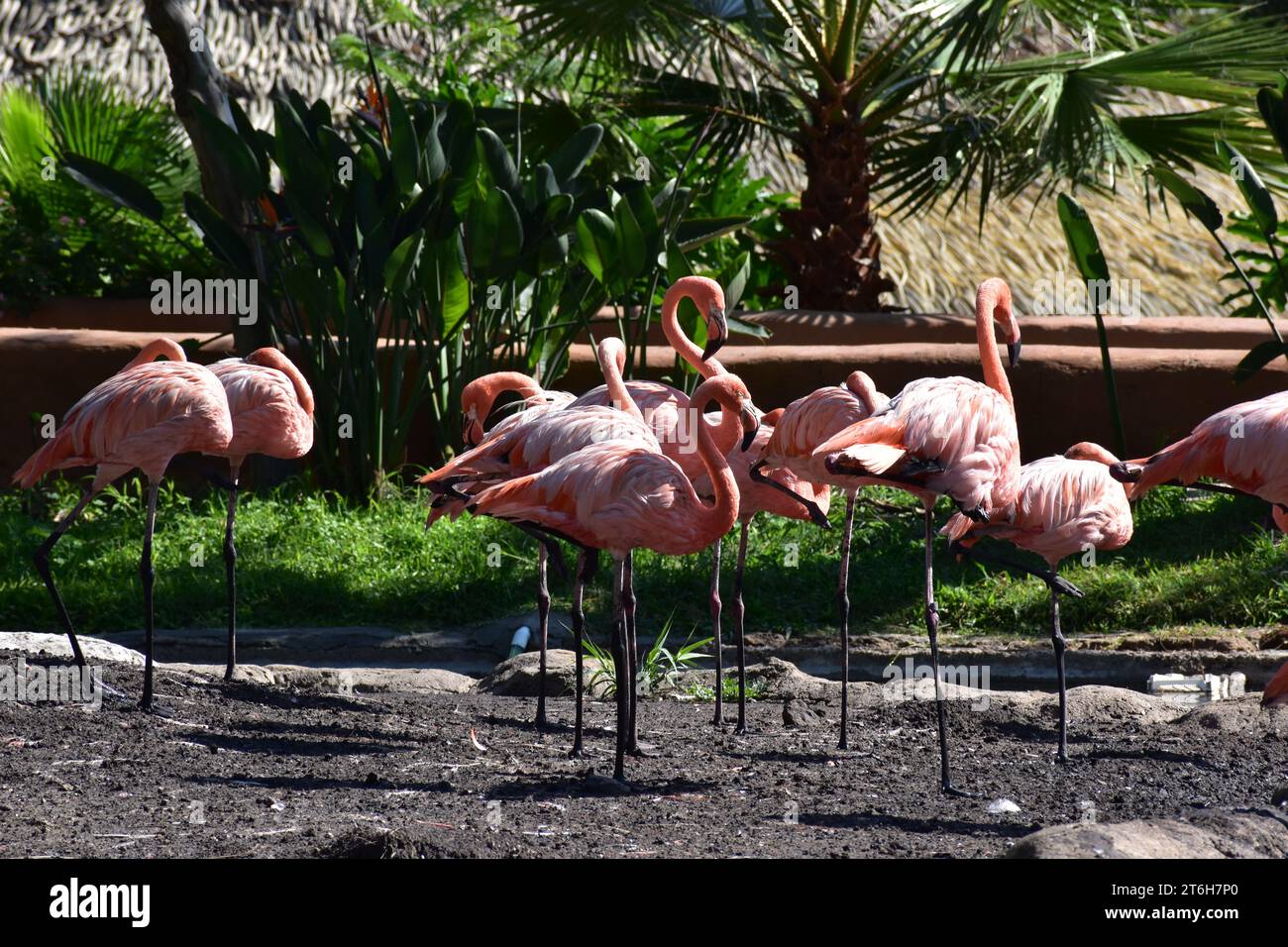 Flamingos im Guadalajara Zoo Stockfoto