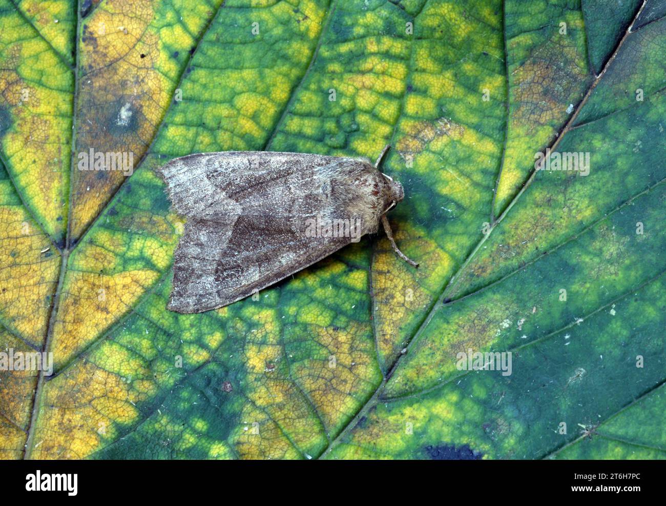 Der Butterbur Moth (Hydraecia petasitis), der auf Leaf Norfolk, Großbritannien, ruht. September Stockfoto