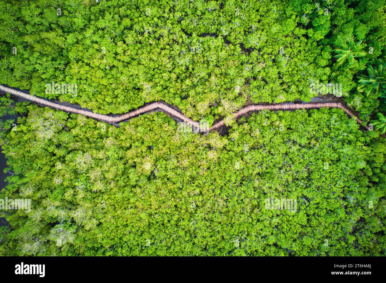 Drohnenfotografie der Küstenfeuchtgebiete von Port Launay, Mangroven, eines der besten Mangrovenfeuchtgebiete auf der Insel Mahé, das alle sieben Arten unterstützt Stockfoto