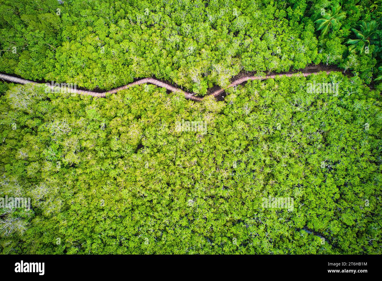 Drohnenfotografie der Küstenfeuchtgebiete von Port Launay, Mangroven, eines der besten Mangrovenfeuchtgebiete auf der Insel Mahé, das alle sieben Arten unterstützt Stockfoto