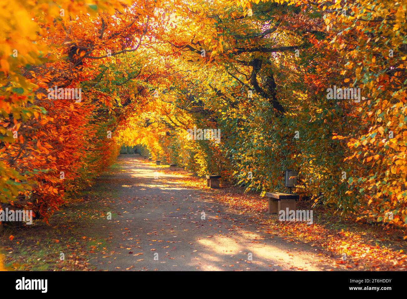 Straße durch die Baumgasse im Herbst, Blumengarten in Kromeriz, Tschechische republik Stockfoto