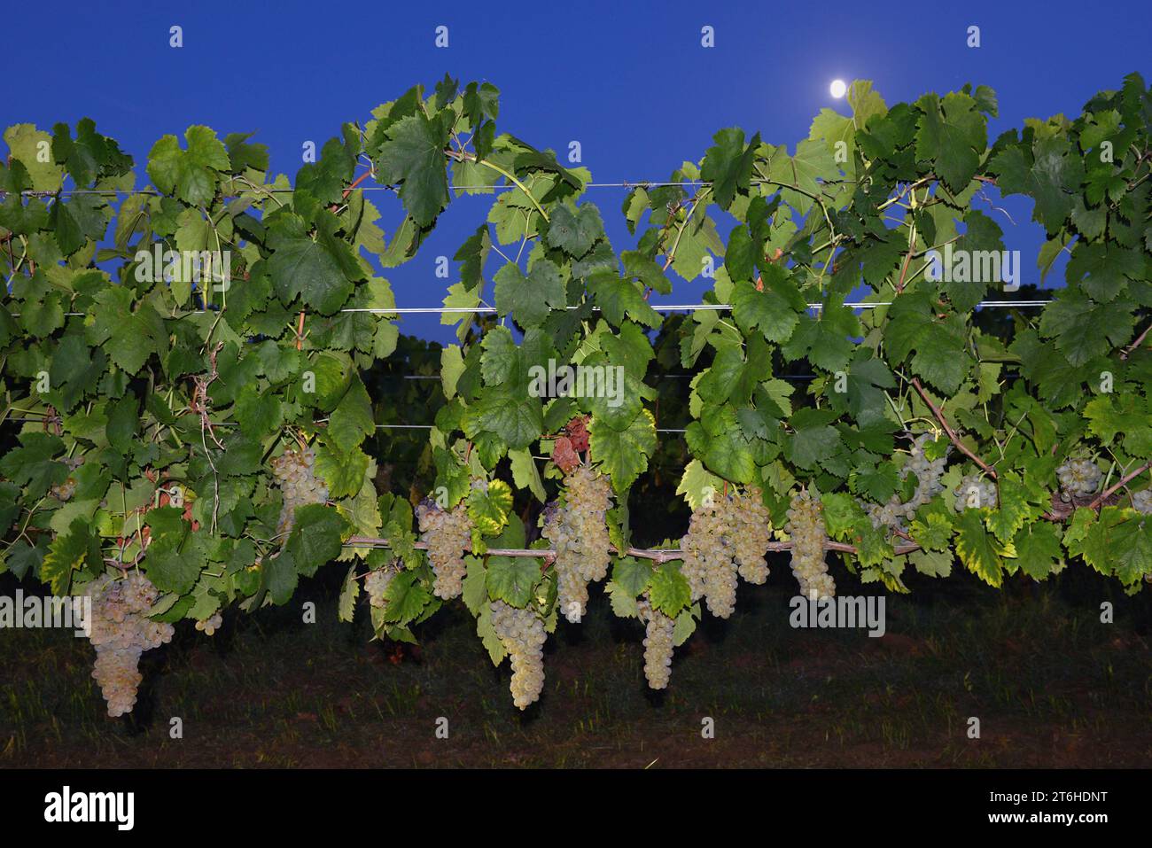 Italien, Campania, Caserta, Cellole, Azienda Vitivinicola Villa Matilde Avallone - Weingut Villa Matilde Avallone - Nachternese von Falanghina-Trauben Stockfoto