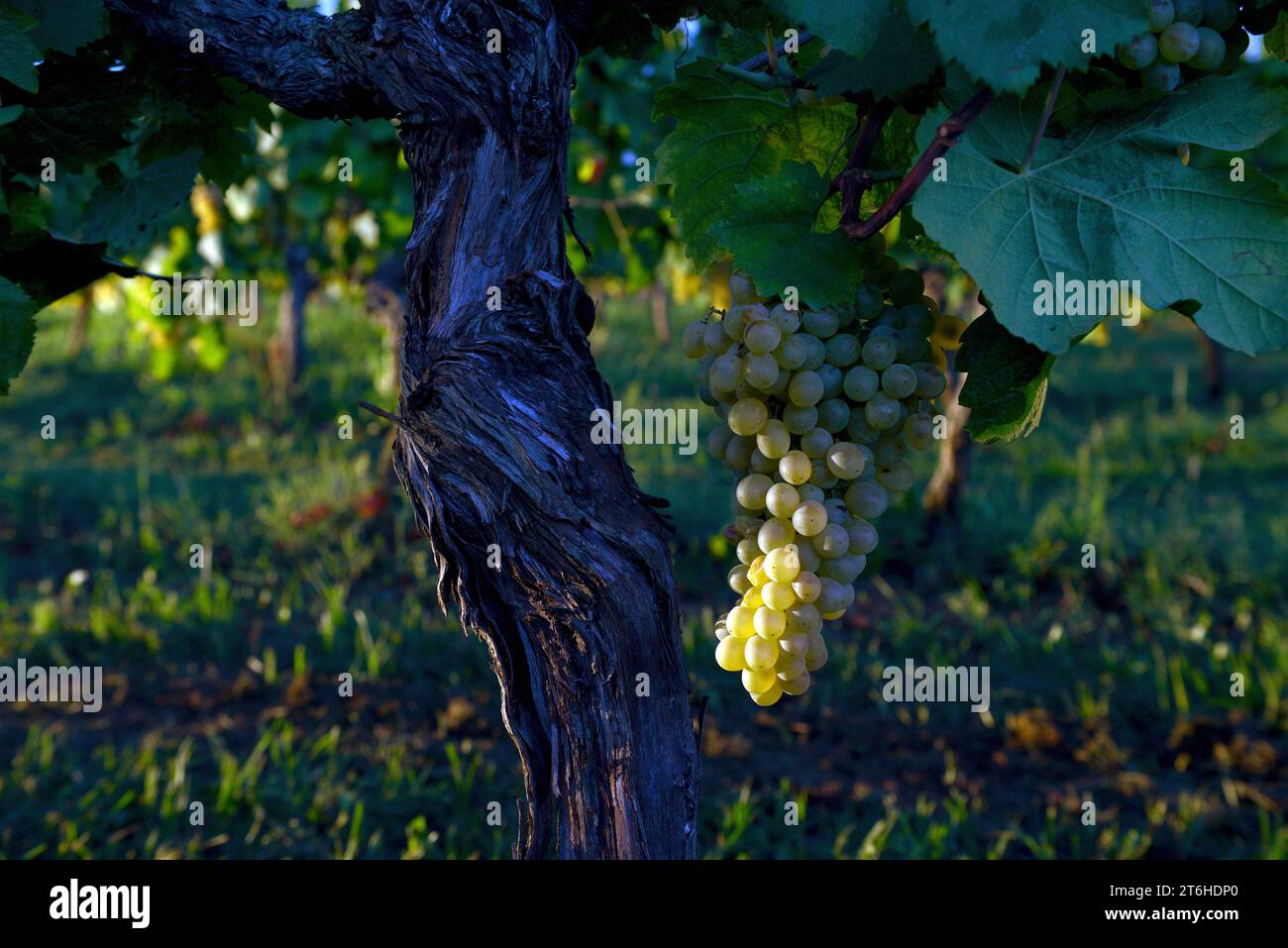 Italien, Campania, Caserta, Cellole, Azienda Vitivinicola Villa Matilde Avallone - Weingut Villa Matilde Avallone - Nachternese von Falanghina-Trauben Stockfoto