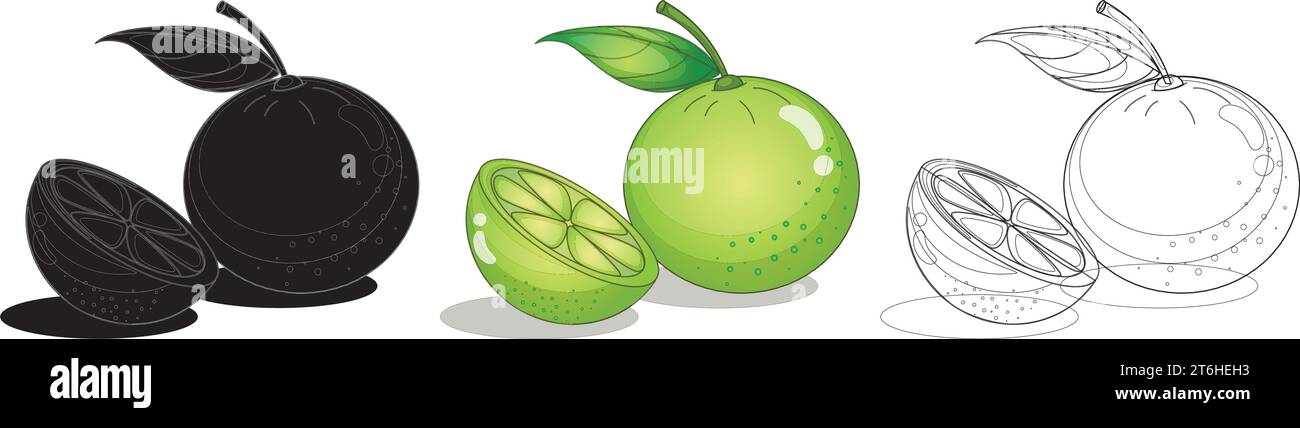Limette Frucht Design Illustration Vektor Stock Vektor