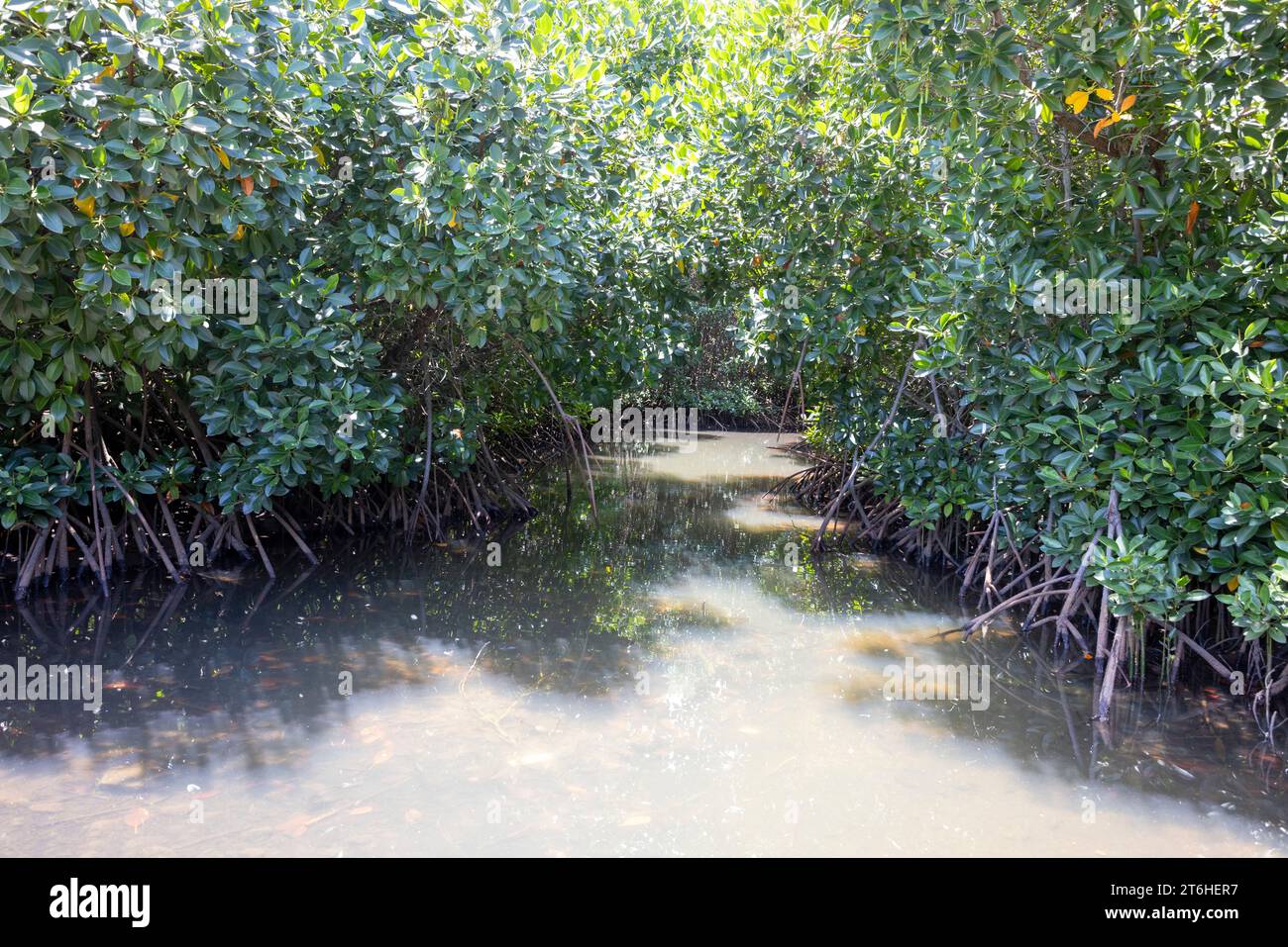 Mangroven in Brackwasser an der Küste, die Küstenstabilisierung und eine Heimat für eine reiche Artenvielfalt schaffen Stockfoto