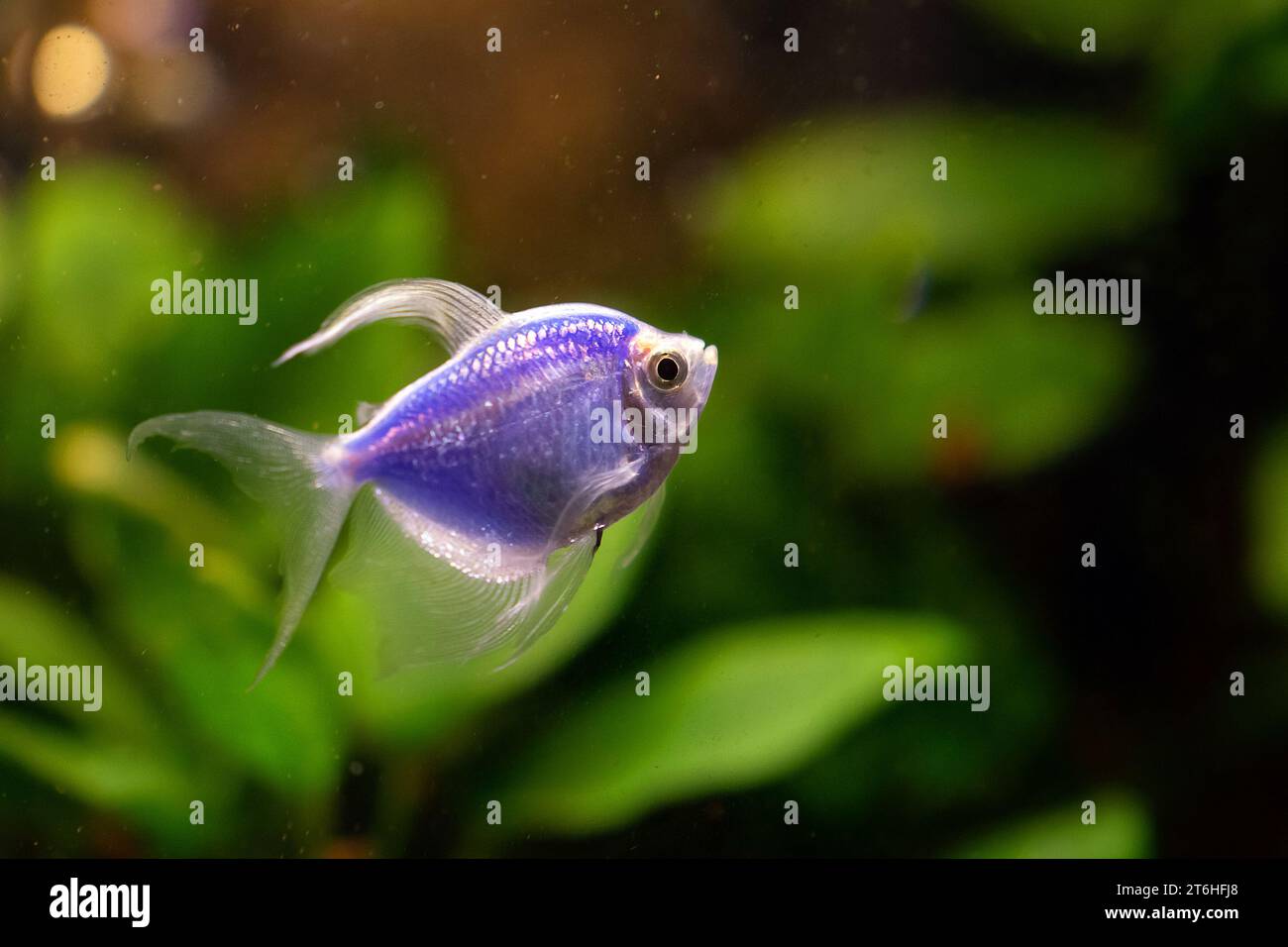Blauviolettfisch im Süßwasseraquarium Stockfoto