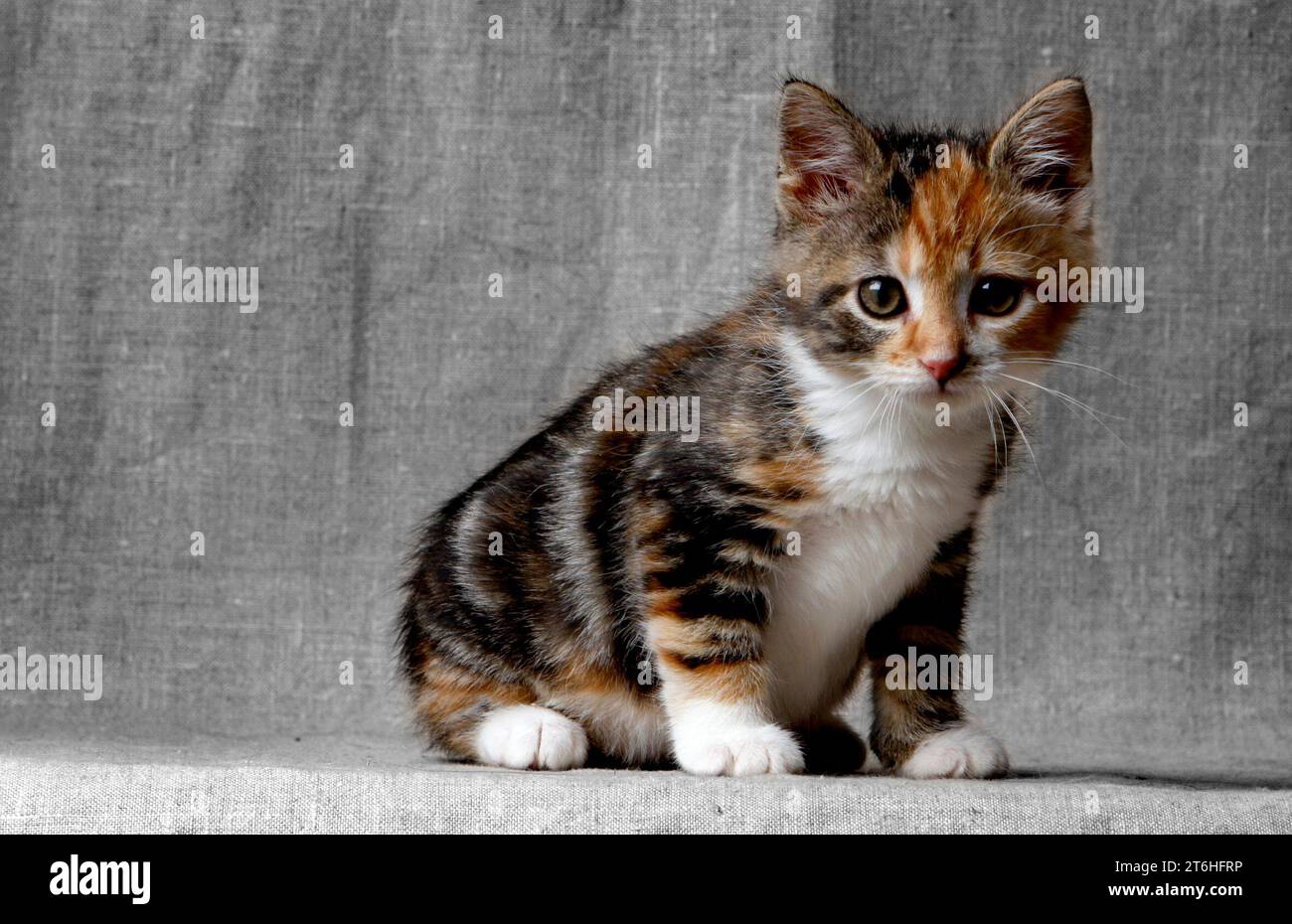 Ein Kätzchen, das in einem Studio fotografiert wurde. Stockfoto