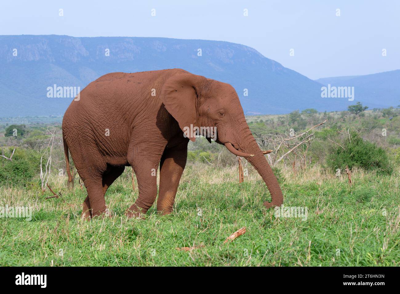 Afrikanischer Buschwelefant (Loxodonta africana), bedeckt mit rotem Boden, wandernd in der Savanne, Provinz KwaZulu Natal, Südafrika Stockfoto