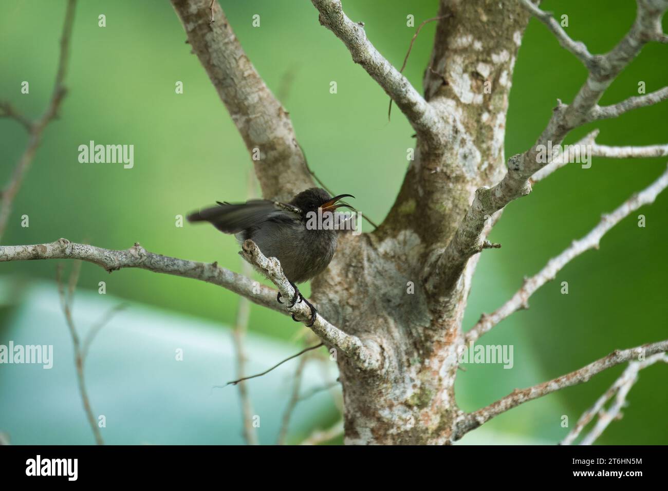 Seychellen sunbird, colibri, kolibri, kolibri auf indischem Lorbeerbaum Zweig, grüner Hintergrund, Mahe Seychellen Stockfoto