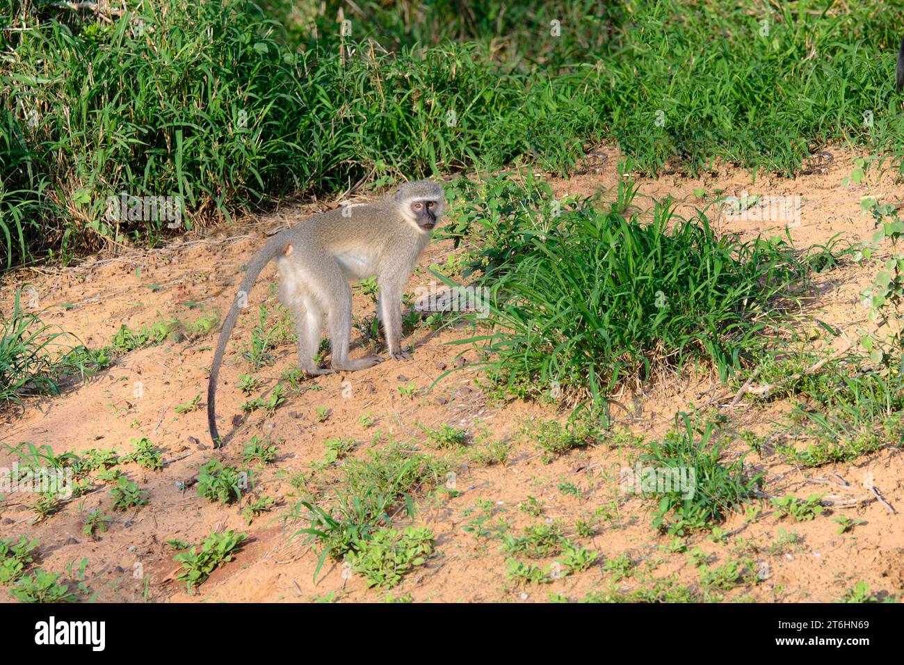 Rottieraffe (Cercopithecus aethiops) auf Gras, Provinz KwaZulu Natal, Südafrika Stockfoto