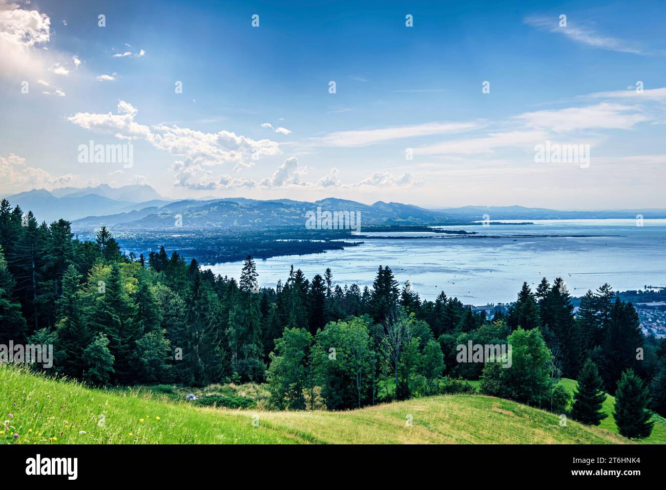 Der Bodensee hinter einem Wald Stockfoto