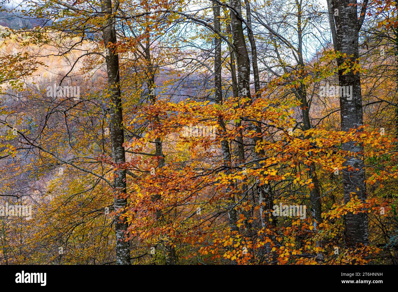Wald im Herbst im Gebiet von La Garrotxa in der Provinz Girona in Katalonien Spanien Stockfoto