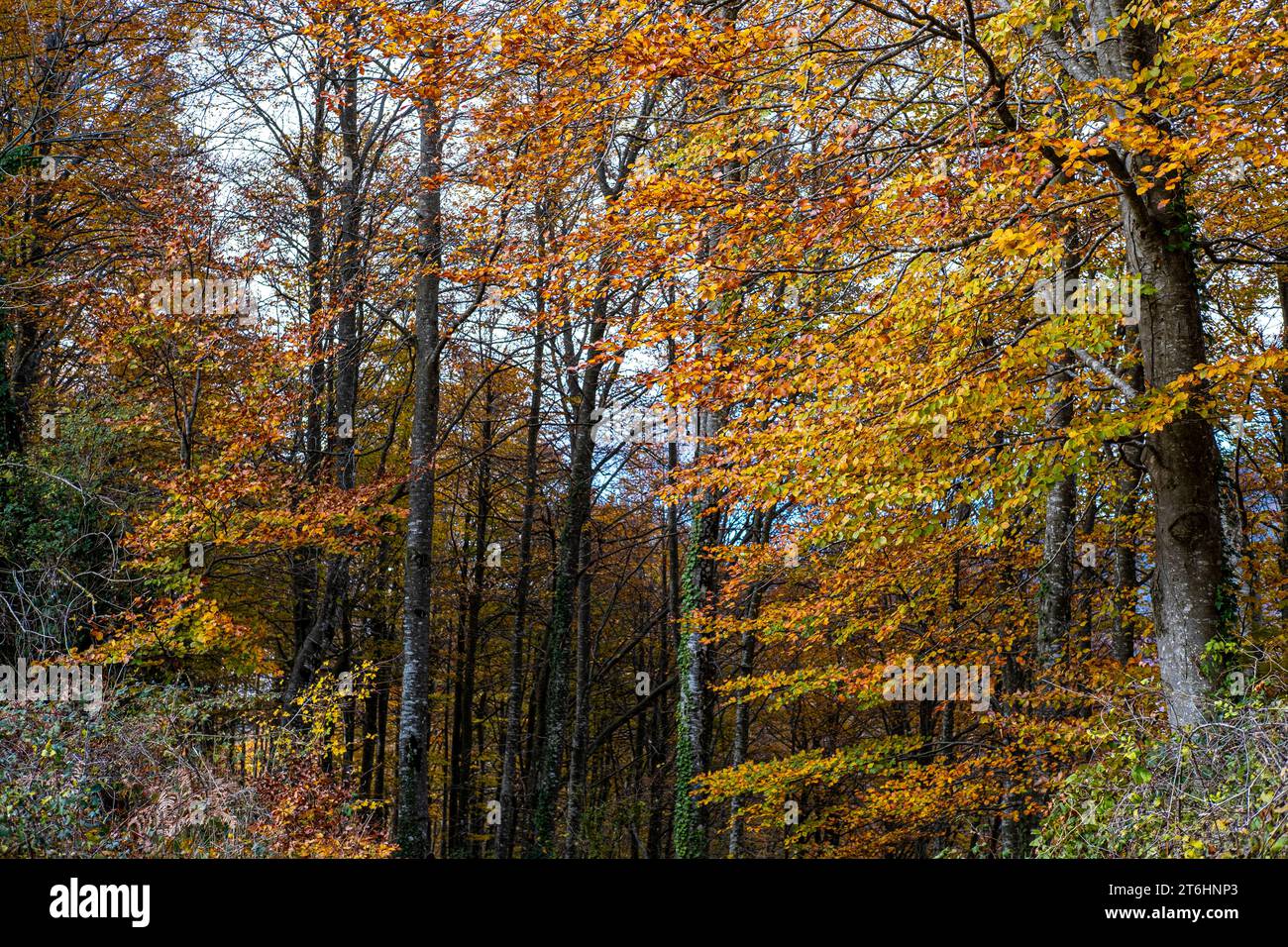 Wald im Herbst im Gebiet von La Garrotxa in der Provinz Girona in Katalonien Spanien Stockfoto