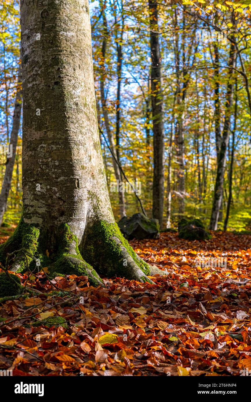 La Fageda ö´en Jorda, Buchenwald im Herbst in der Provinz Girona in Katalonien Spanien Stockfoto