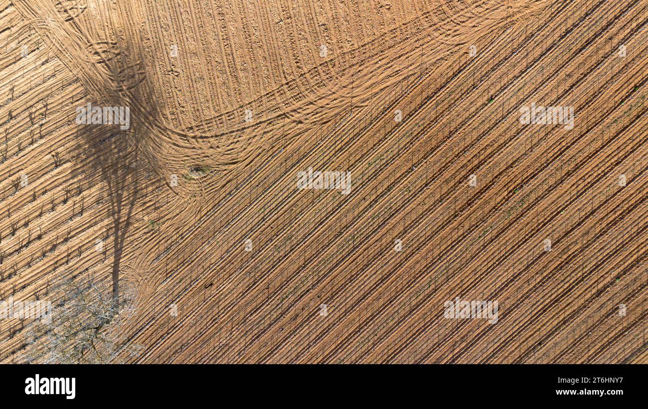 Luftaufnahme eines einsamen Baumes auf einem Weinberg im Frühjahr in der Ursprungsregion Ribera del Duero in der Provinz Valladolid in Spanien Stockfoto