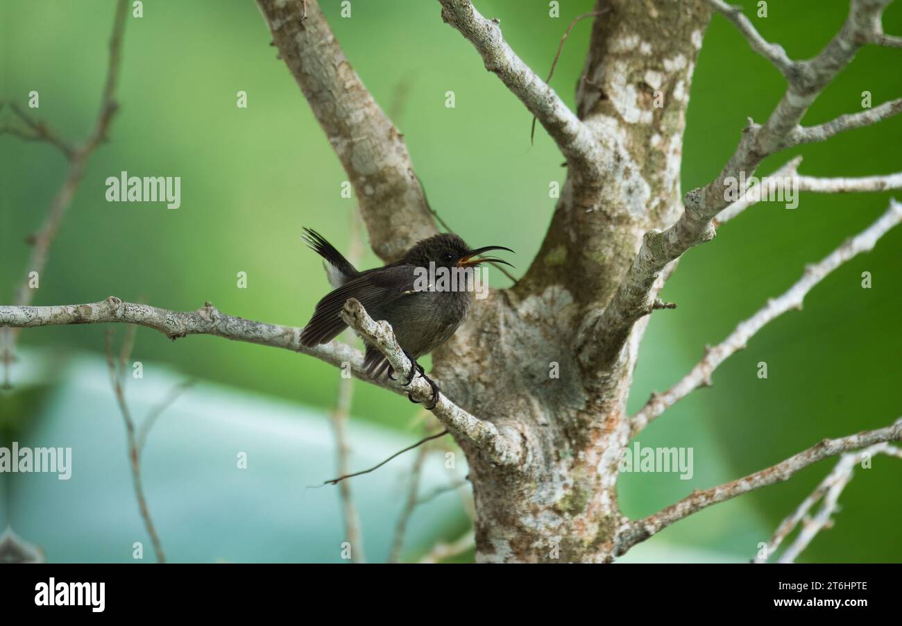 Seychellen sunbird, colibri, kolibri, kolibri auf indischem Lorbeerbaum Zweig, grüner Hintergrund, Mahe Seychellen Stockfoto