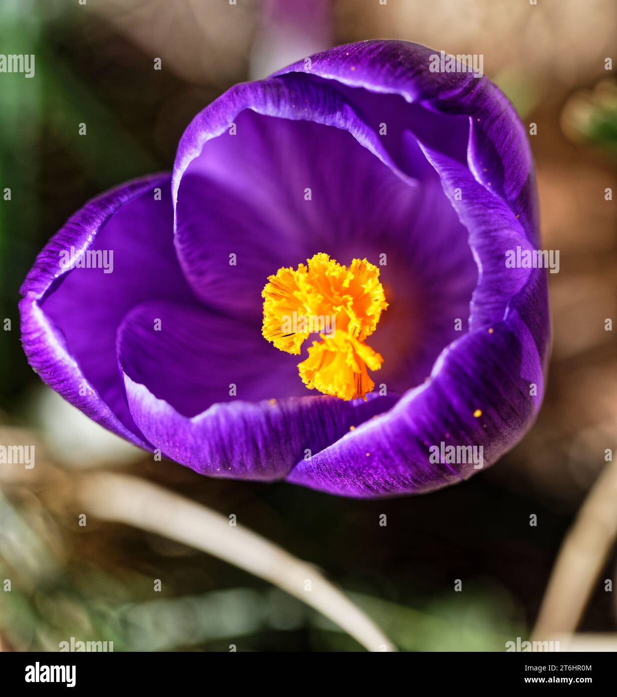 Krokus Blume Stockfoto