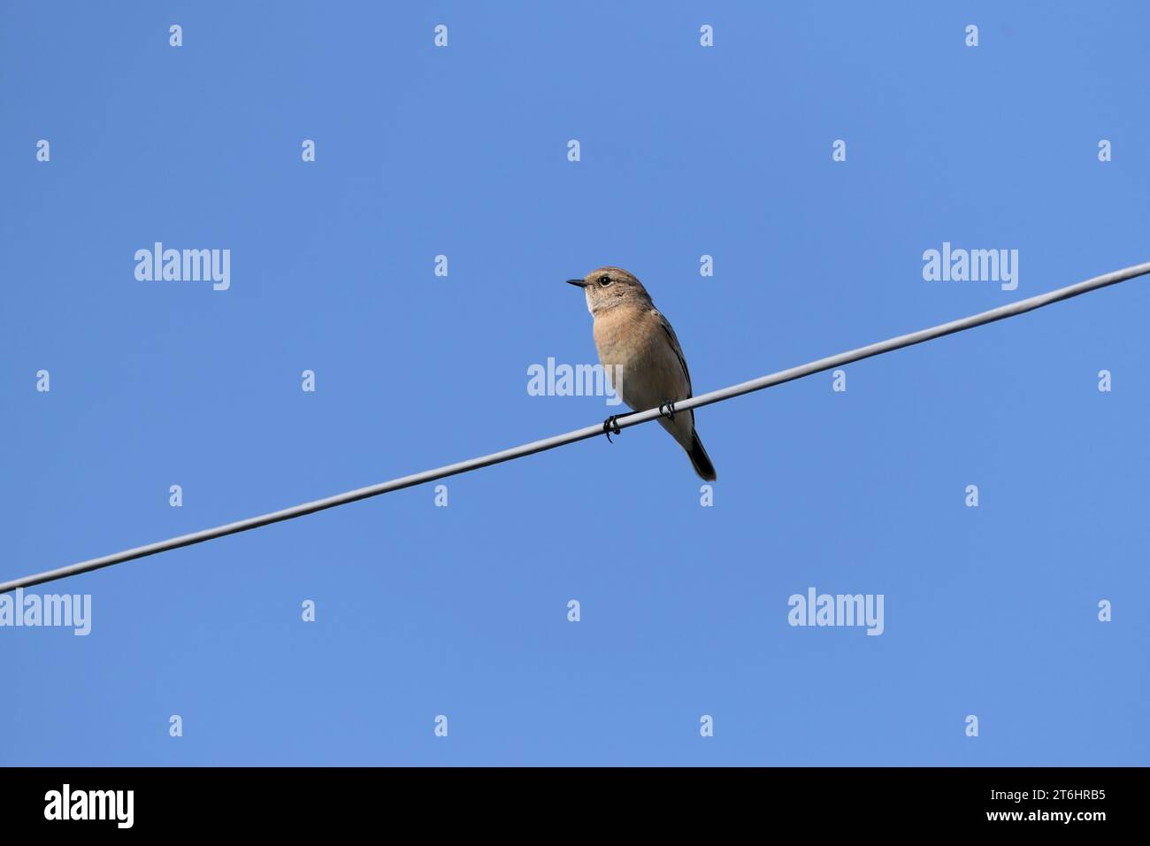 Vogel sitzt auf einem Draht Stockfoto