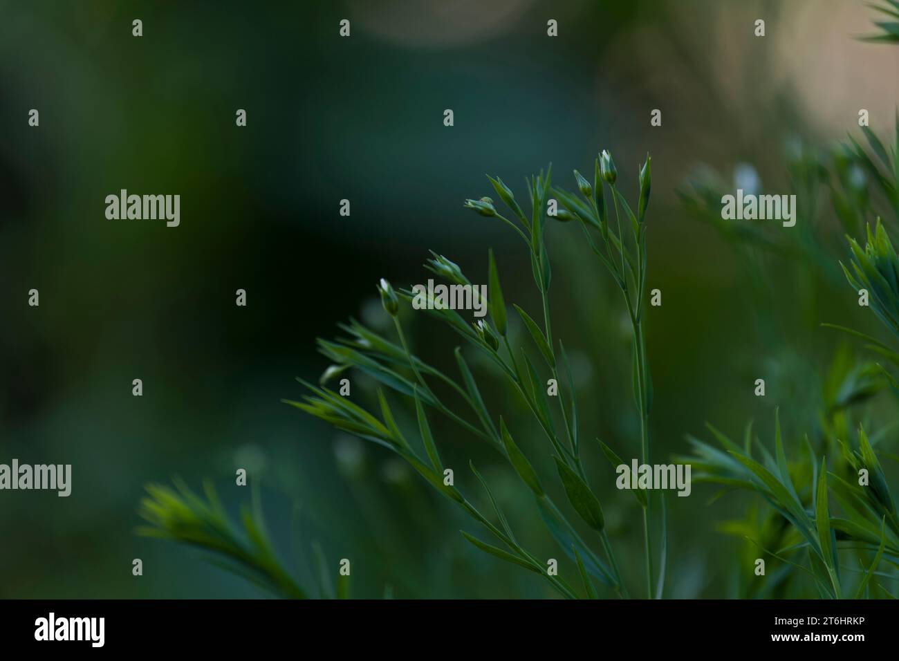 Weißer blühender Flachs (Linun perenne) im Garten, geschlossene Blüten am Abend, Deutschland Stockfoto