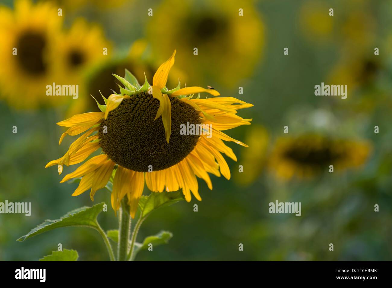 Blühende Sonnenblume (Helianthus annuus) mit geneigtem Kopf, Deutschland Stockfoto