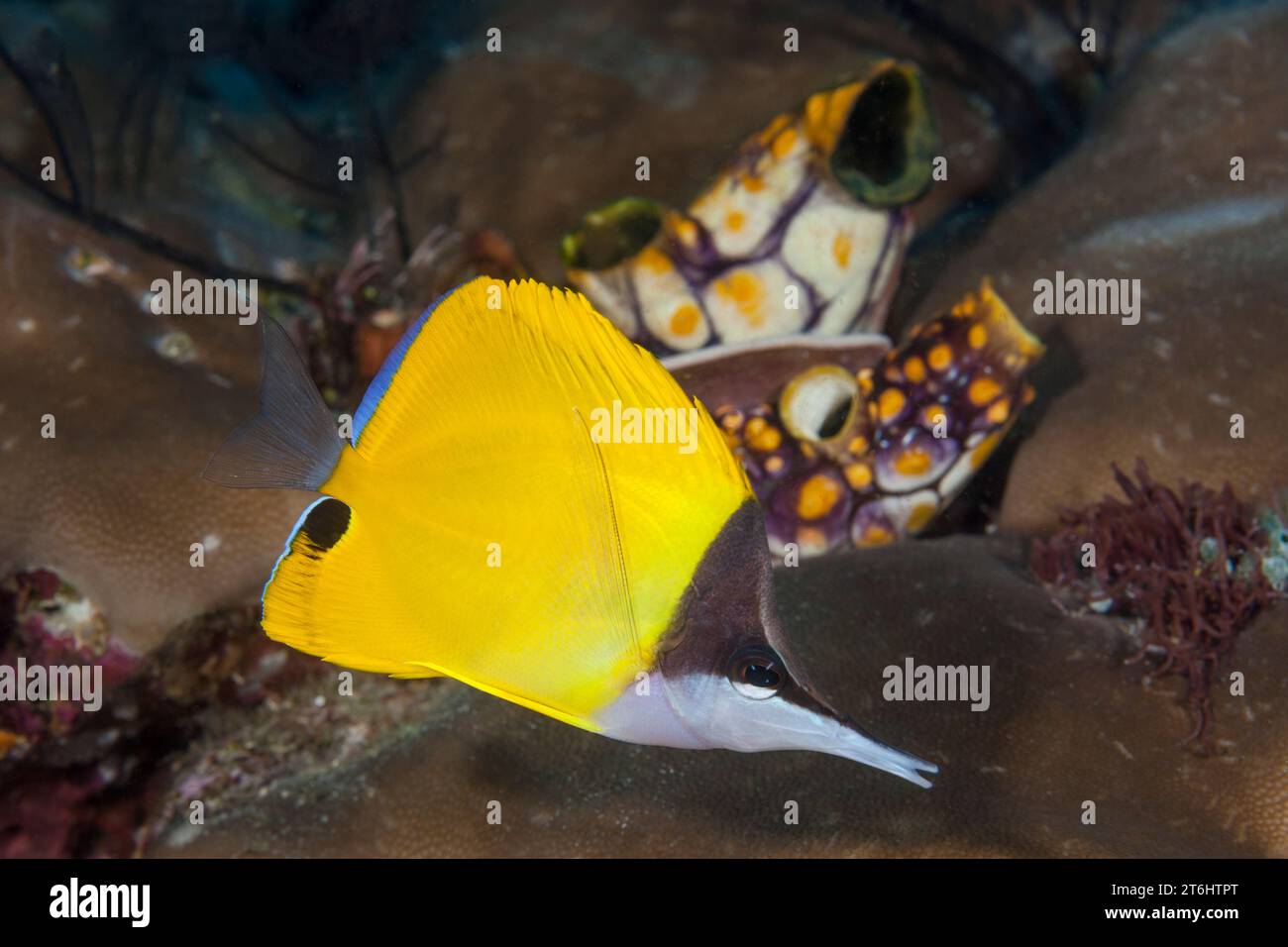 Longnose Butterflyfish, Forcipiger longirostris, Raja Ampat, West Papua, Indonesien Stockfoto