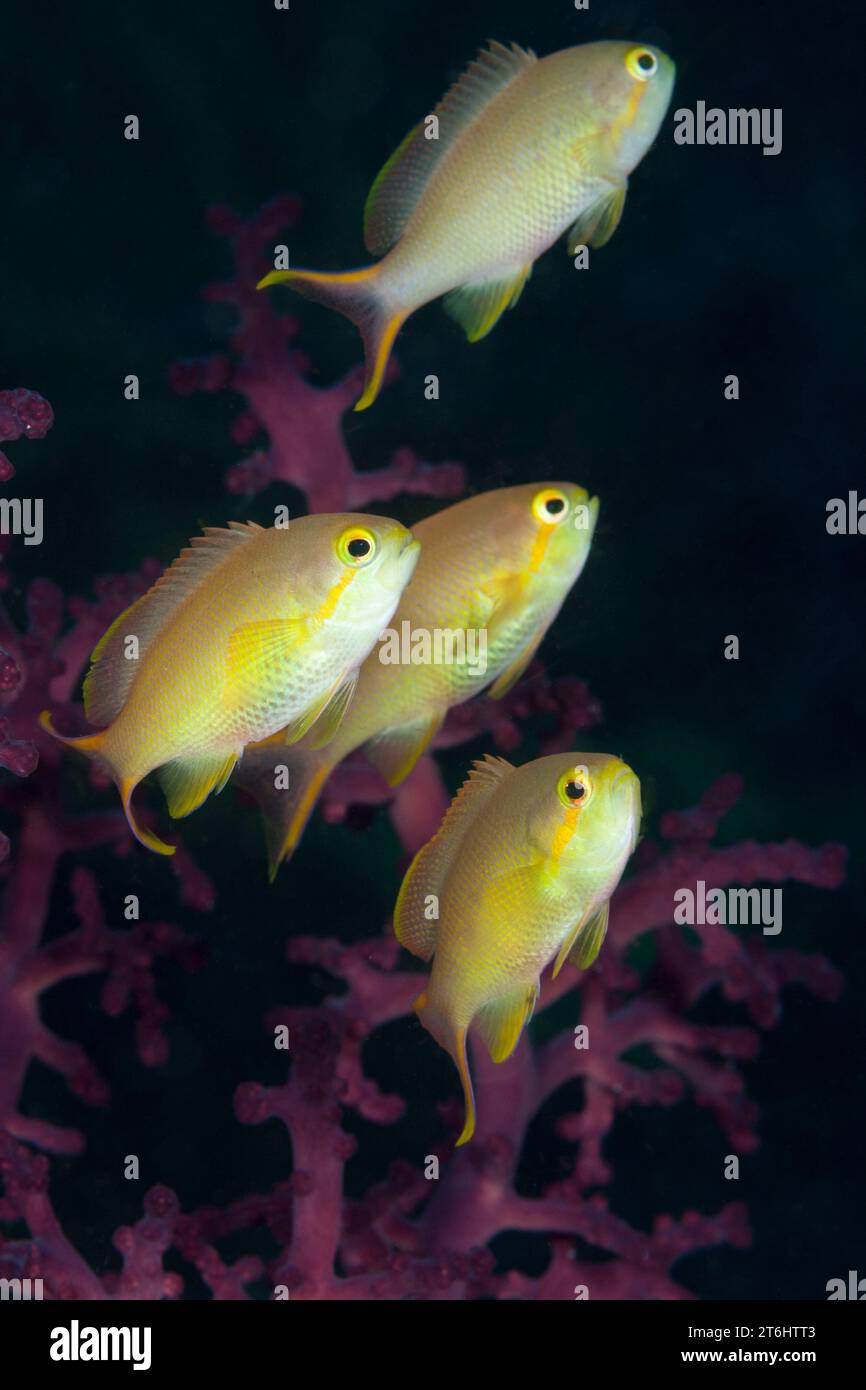 Pacific Basslet, Female, Pseudanthias huchtii, Raja Ampat, West Papua, Indonesien Stockfoto