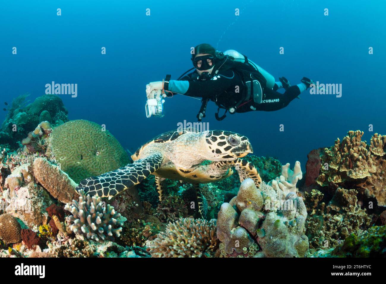 Hawksbill Sea Turtle and Scuba Diver, Eretmochelys imbricata, Raja Ampat, West Papua, Indonesien Stockfoto