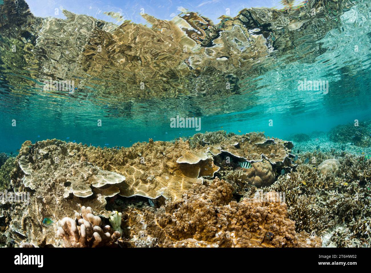 Unberührte Riffspitze, Raja Ampat, West Papua, Indonesien Stockfoto