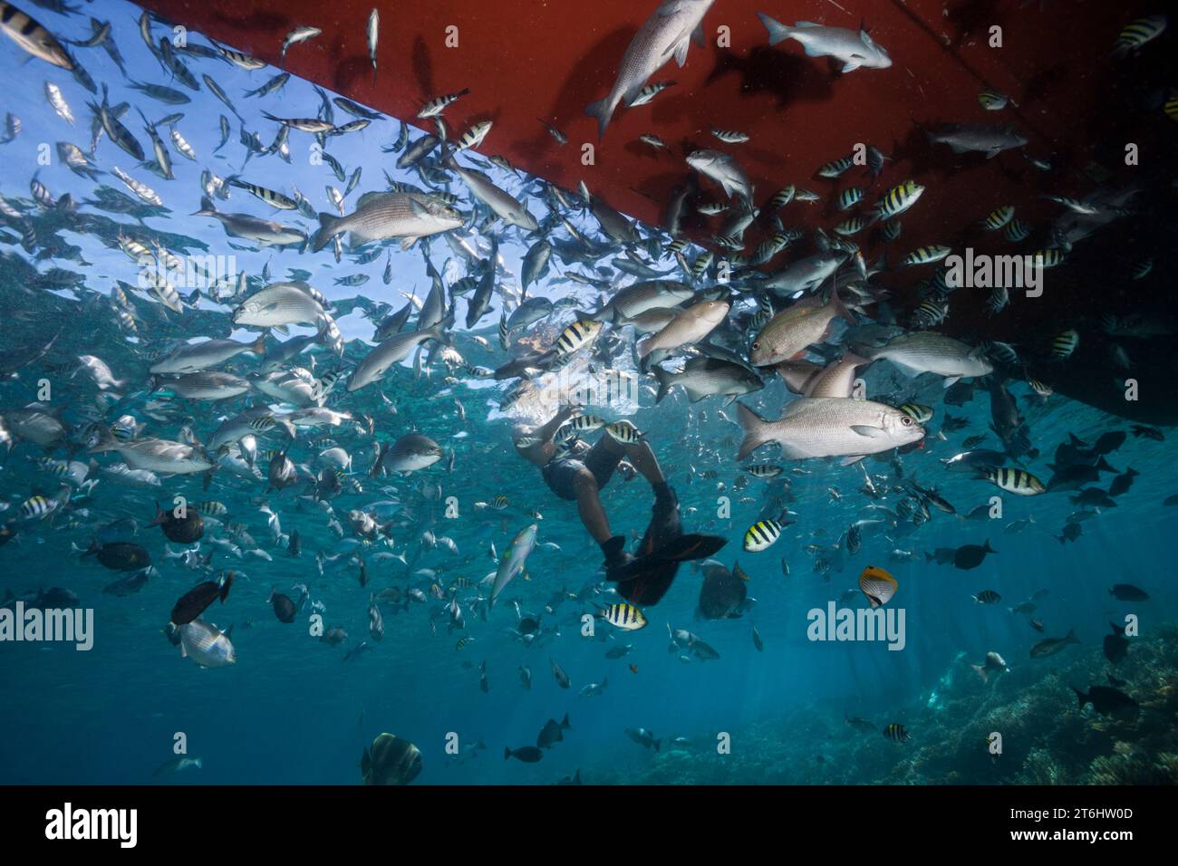 Schnorcheln mit Schulfischen, Raja Ampat, West Papua, Indonesien Stockfoto