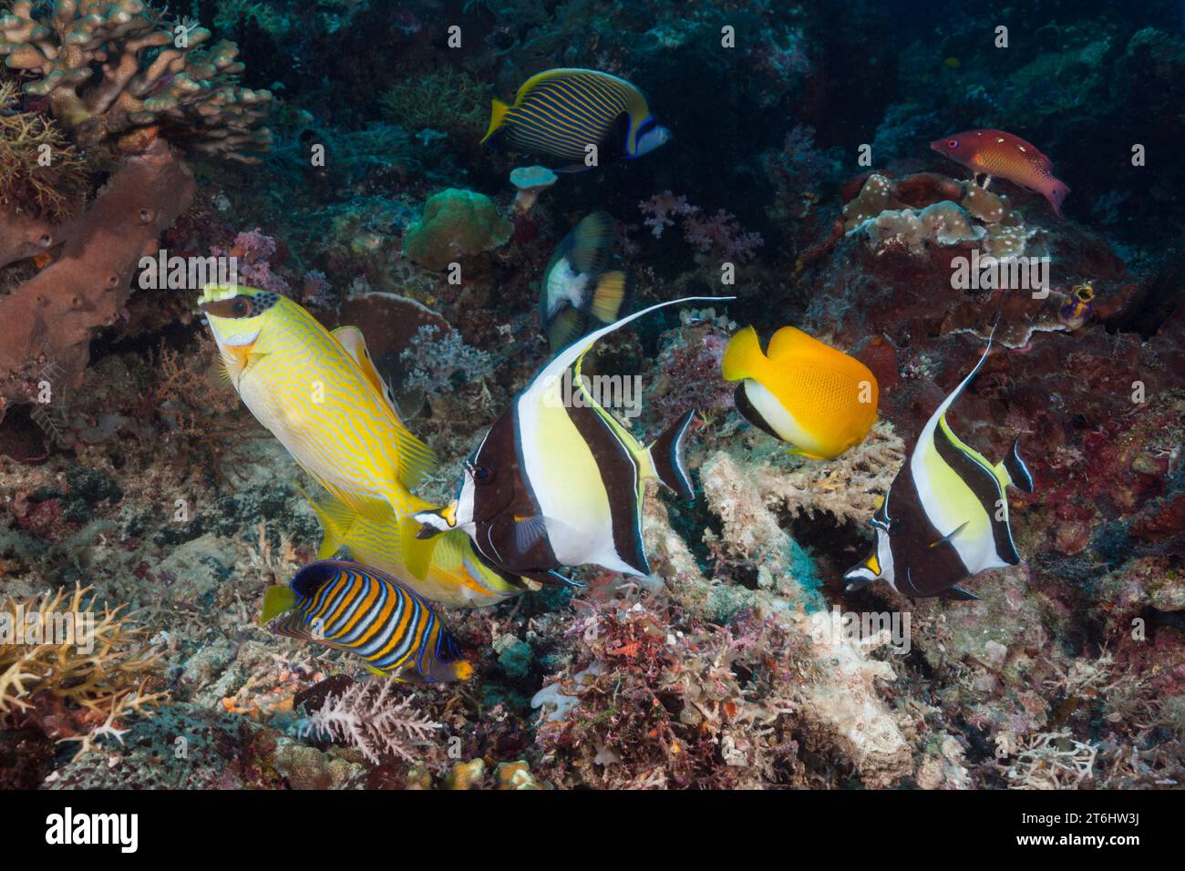 Korallenfische im Korallenriff, Raja Ampat, West Papua, Indonesien Stockfoto