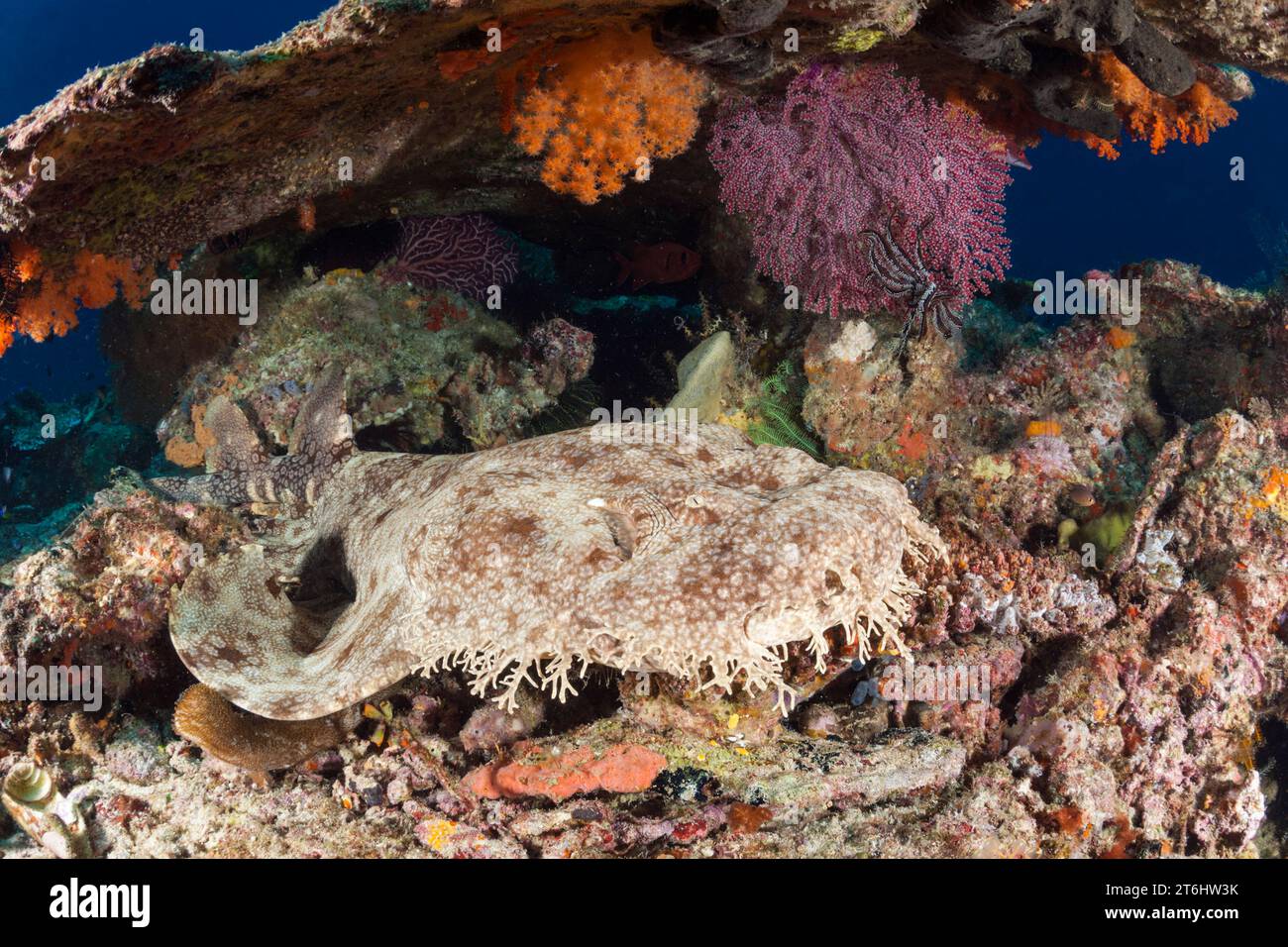 Quasten Wobbegong, Eucrossorhinus Dasypogon, Raja Ampat, West Papua, Indonesien Stockfoto