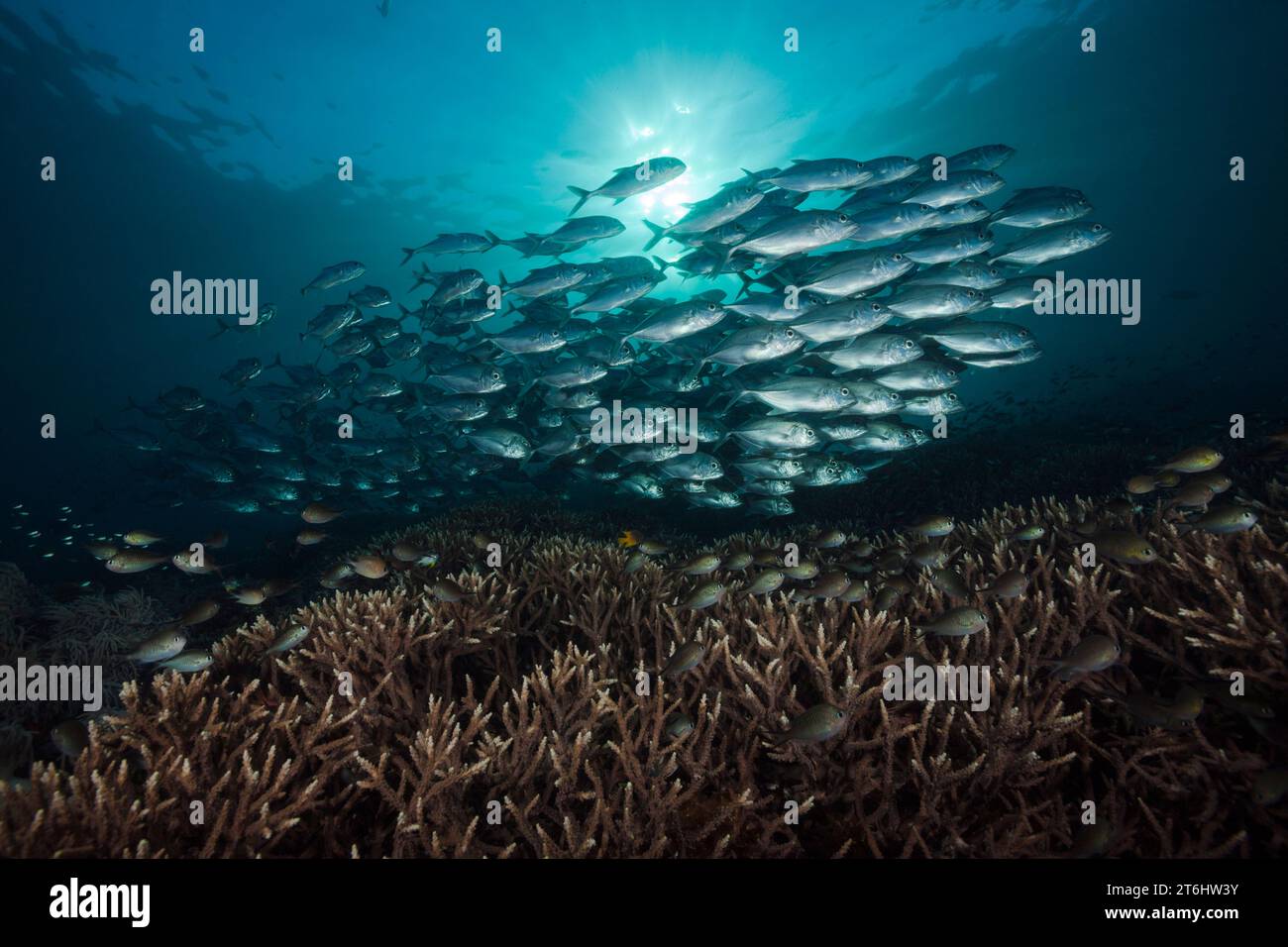 Fischschwarm von Bigeye Trevally Caranx Sexfasciatus, Raja Ampat, West Papua, Indonesien Stockfoto