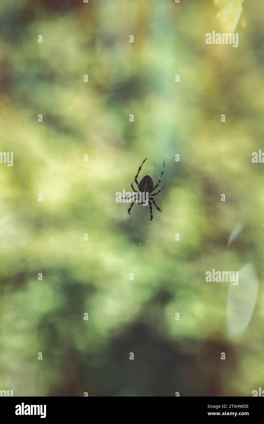 Silhouette einer Spinne auf dem Spinnennetz, grüner Hintergrund Stockfoto