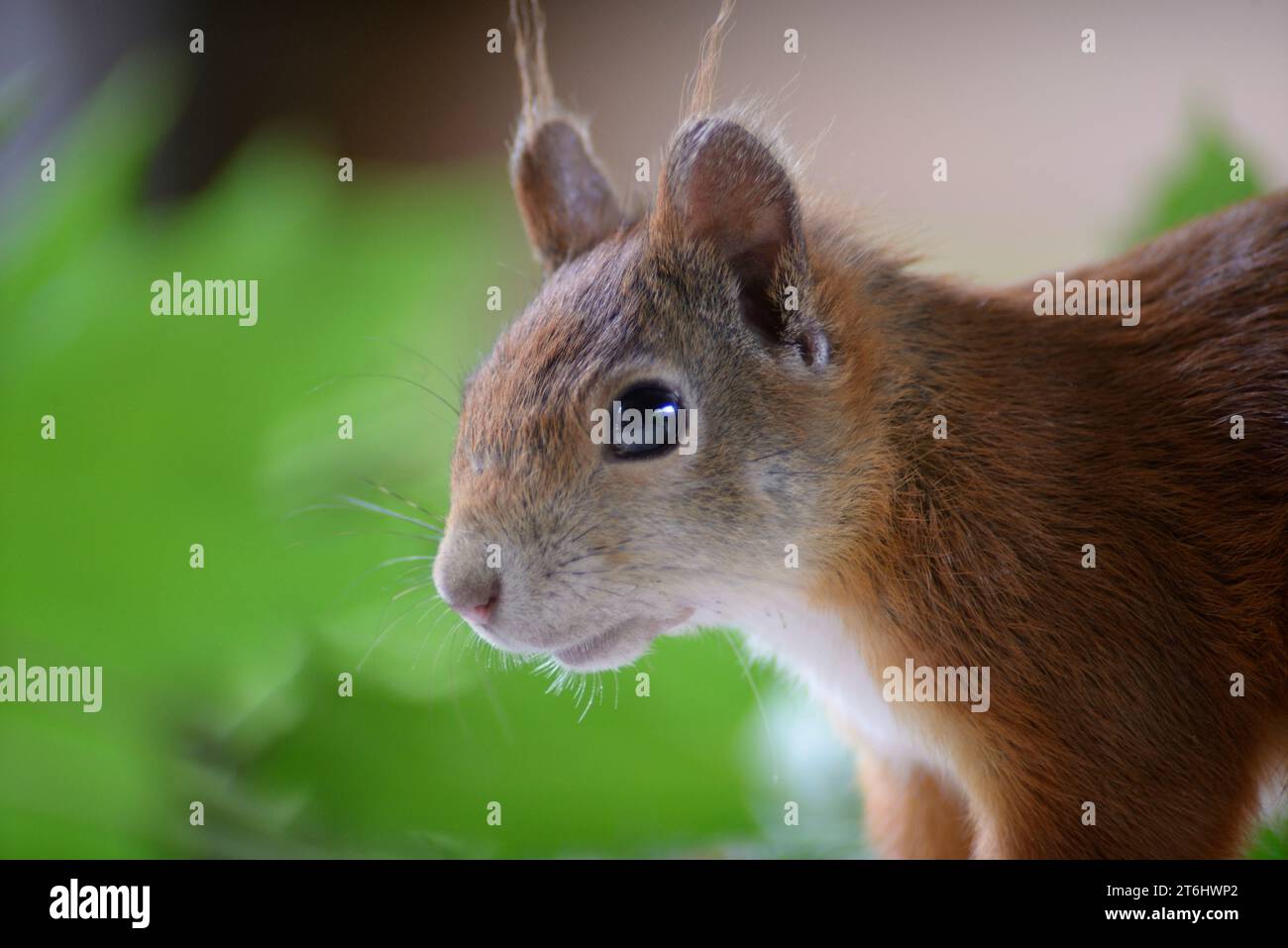 Eichhörnchen, Nahaufnahme Stockfoto