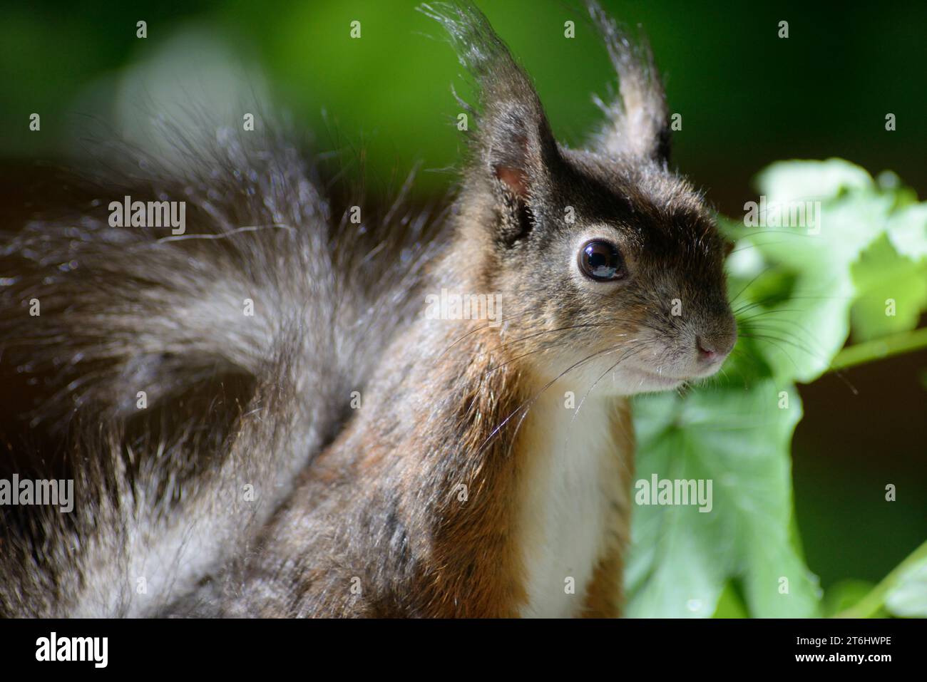 Eichhörnchen, Nahaufnahme Stockfoto