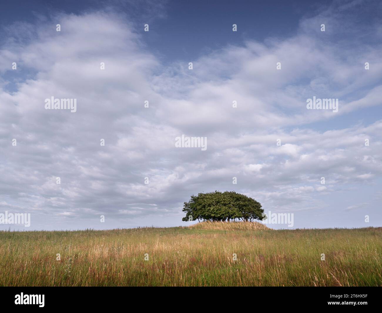 Freistehende Baumgruppe in der Feldberger Seenlandschaft Stockfoto