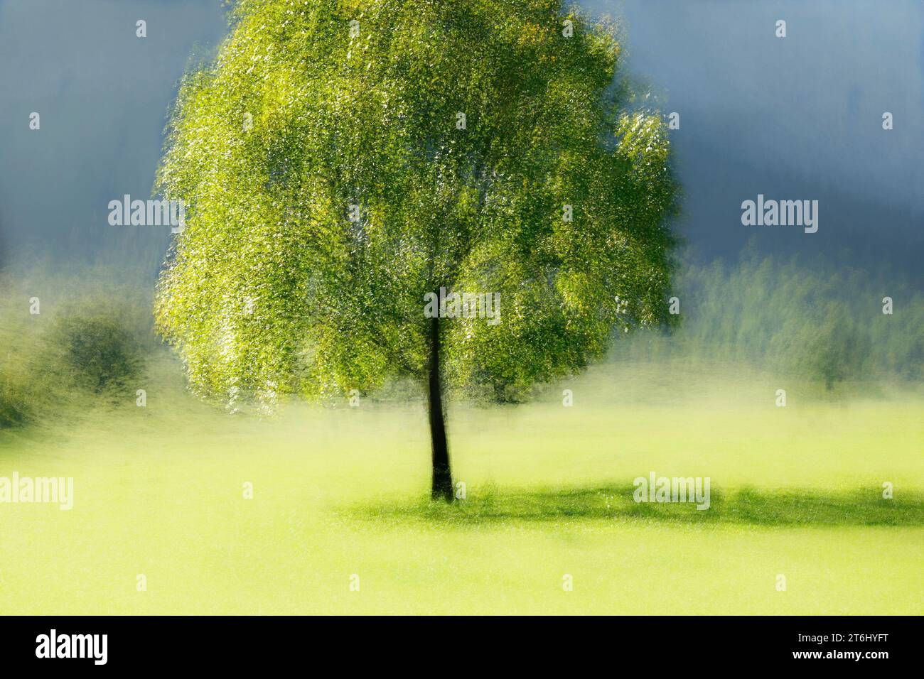 Naturschutzgebiet großer Ahornboden, Bergahornbäume, Acer pseudoplatanus im Herbst, Karwendelgebirge, Österreich, Europa, entfremdet, „PEP VENTOSA“. Stockfoto