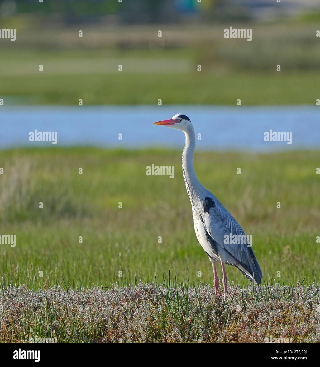 Graureiher (Ardea cinerea) Zuchtgefieder, Mündung des Berg River, Kap Westküste, Südafrika. Stockfoto