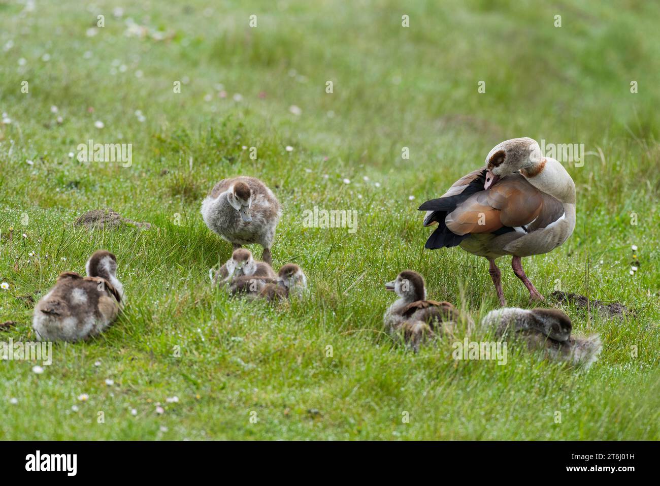 Ägyptische Gans (Alopochen aegyptiaca), ausgewachsener Vogel mit Küken, Halbinsel Eiderstedt, Nationalpark Schleswig-Holsteinisches Wattenmeer, Deutschland, Schleswig-H Stockfoto