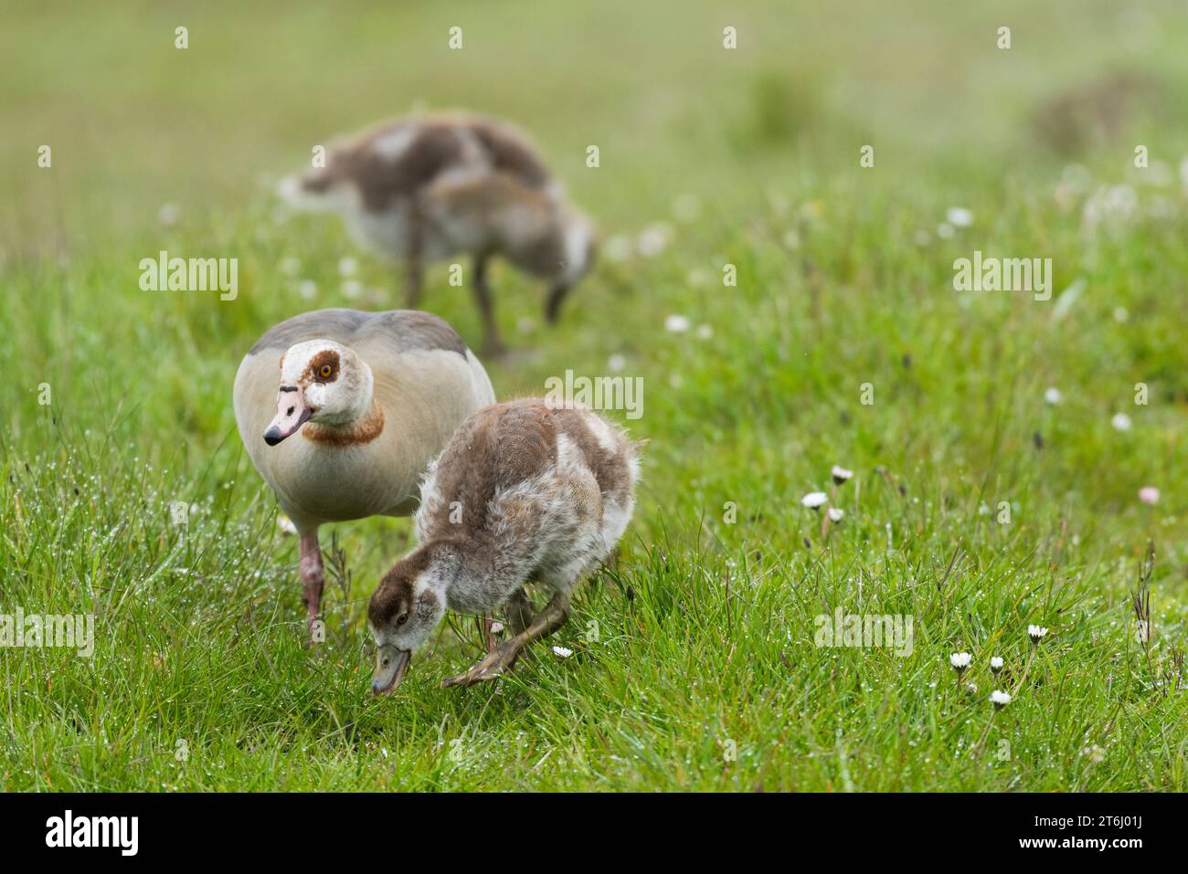 Ägyptische Gans (Alopochen aegyptiaca), ausgewachsener Vogel mit Küken, Halbinsel Eiderstedt, Nationalpark Schleswig-Holsteinisches Wattenmeer, Deutschland, Schleswig-H Stockfoto