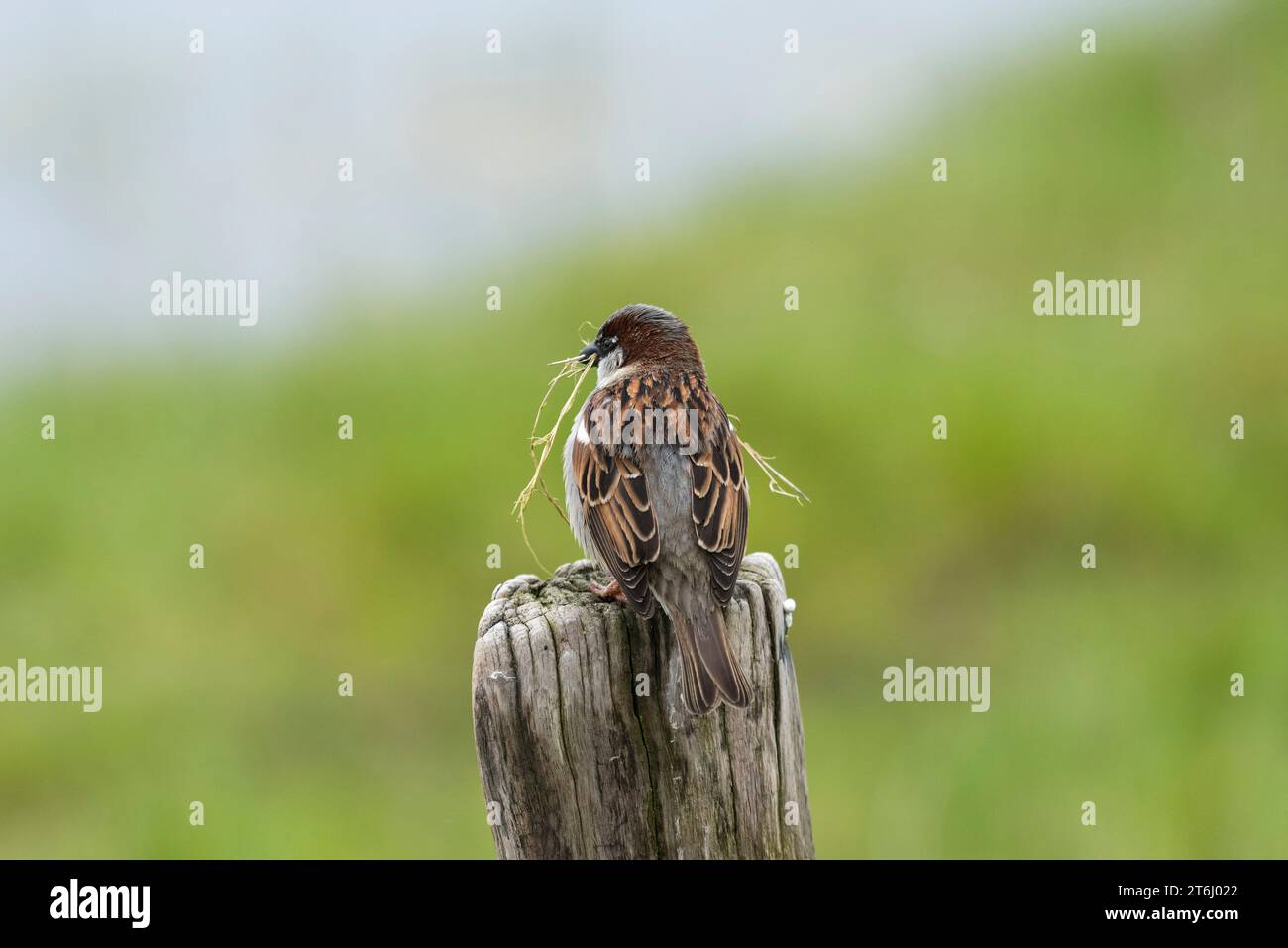 Haussperling (Passer domesticus, männlich) mit Nestmaterial im Schnabel, Deutschland Stockfoto