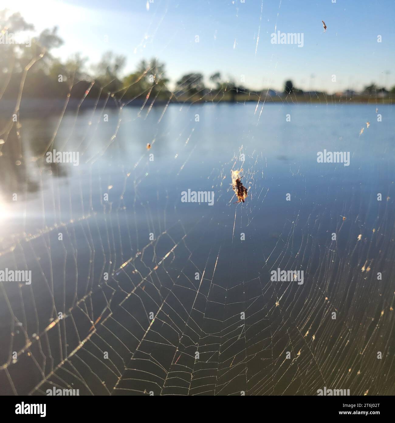 Ein Grashüpfer, gefangen in einem Spinnennetz, Pomme de Terre See im Hintergrund. Stockfoto