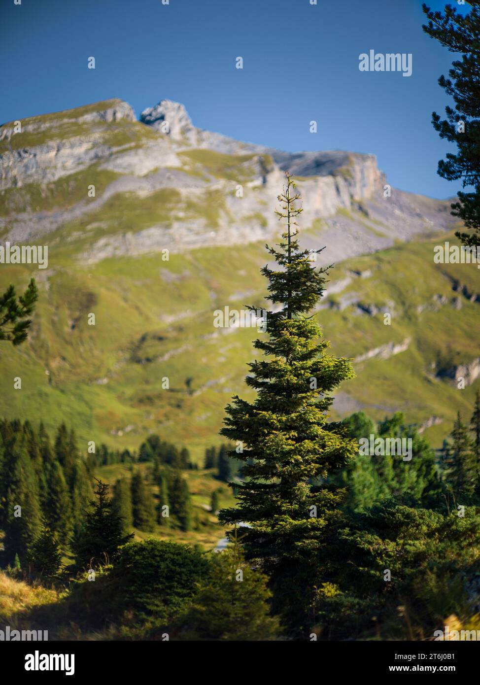 Kraftplatz in den Schweizer Alpen Stockfoto