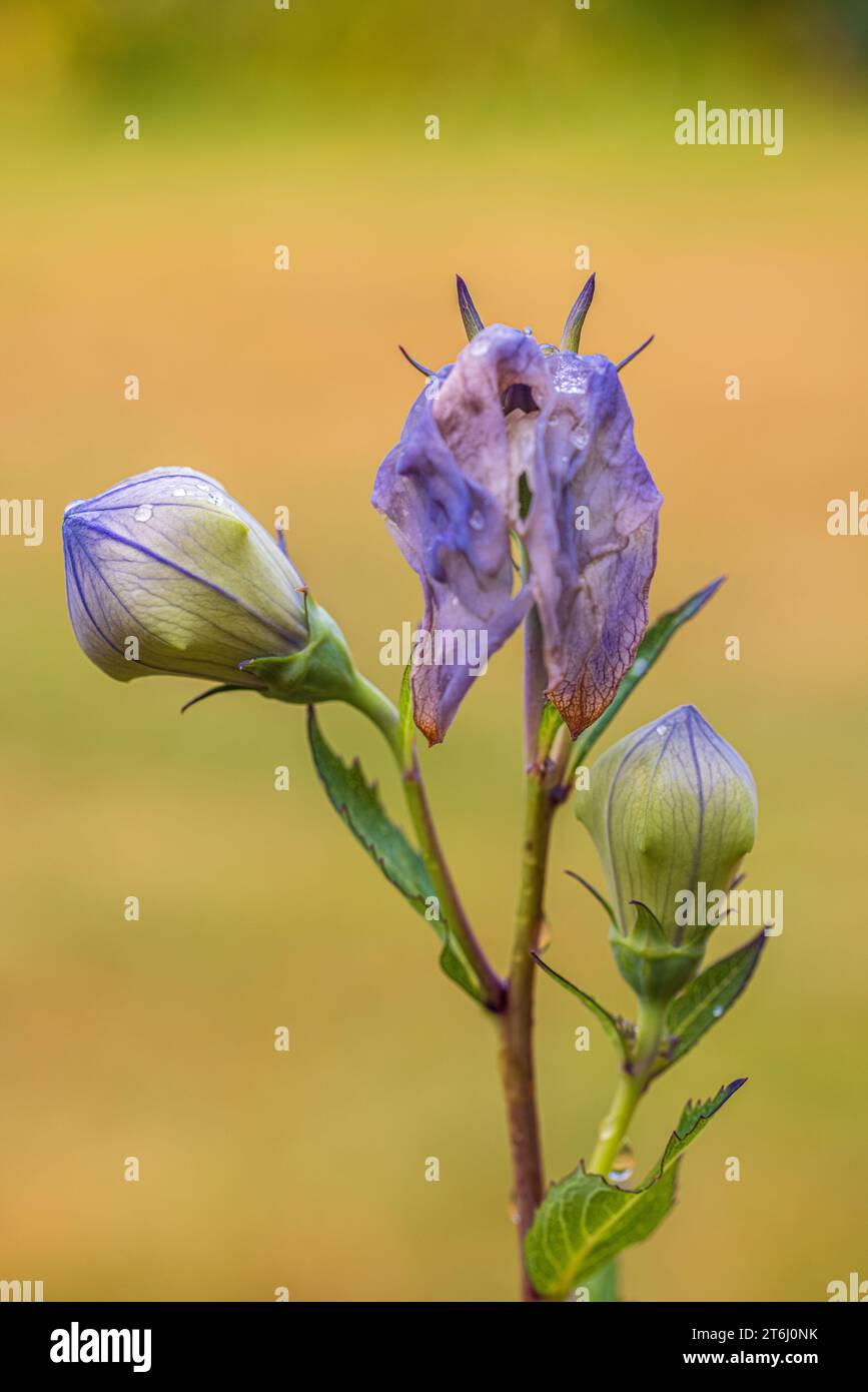 Pfirsichblättrige Glockenblume, Campanula persicifolia, Knospen, verblasste Blüte, kontrastfarbenes Bild Stockfoto