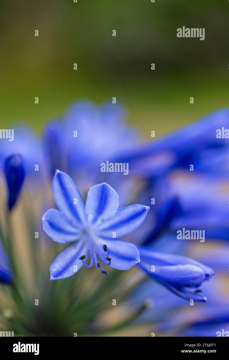 Jewel Lily 'Northern Star' (Agapanthus) Stockfoto