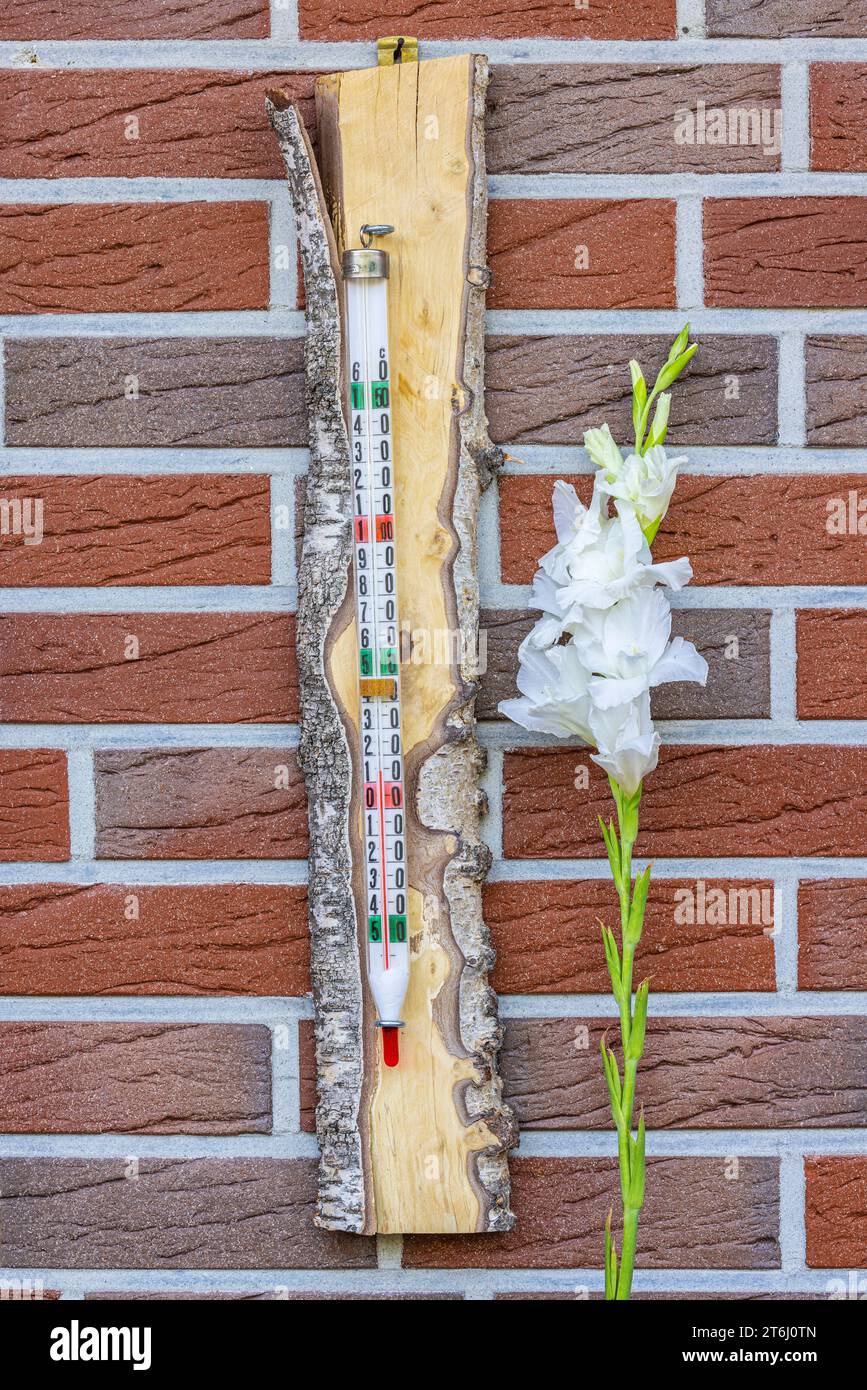 Altes Quecksilberthermometer im Holzgestell an einer Hauswand mit Gladiolen Stockfoto