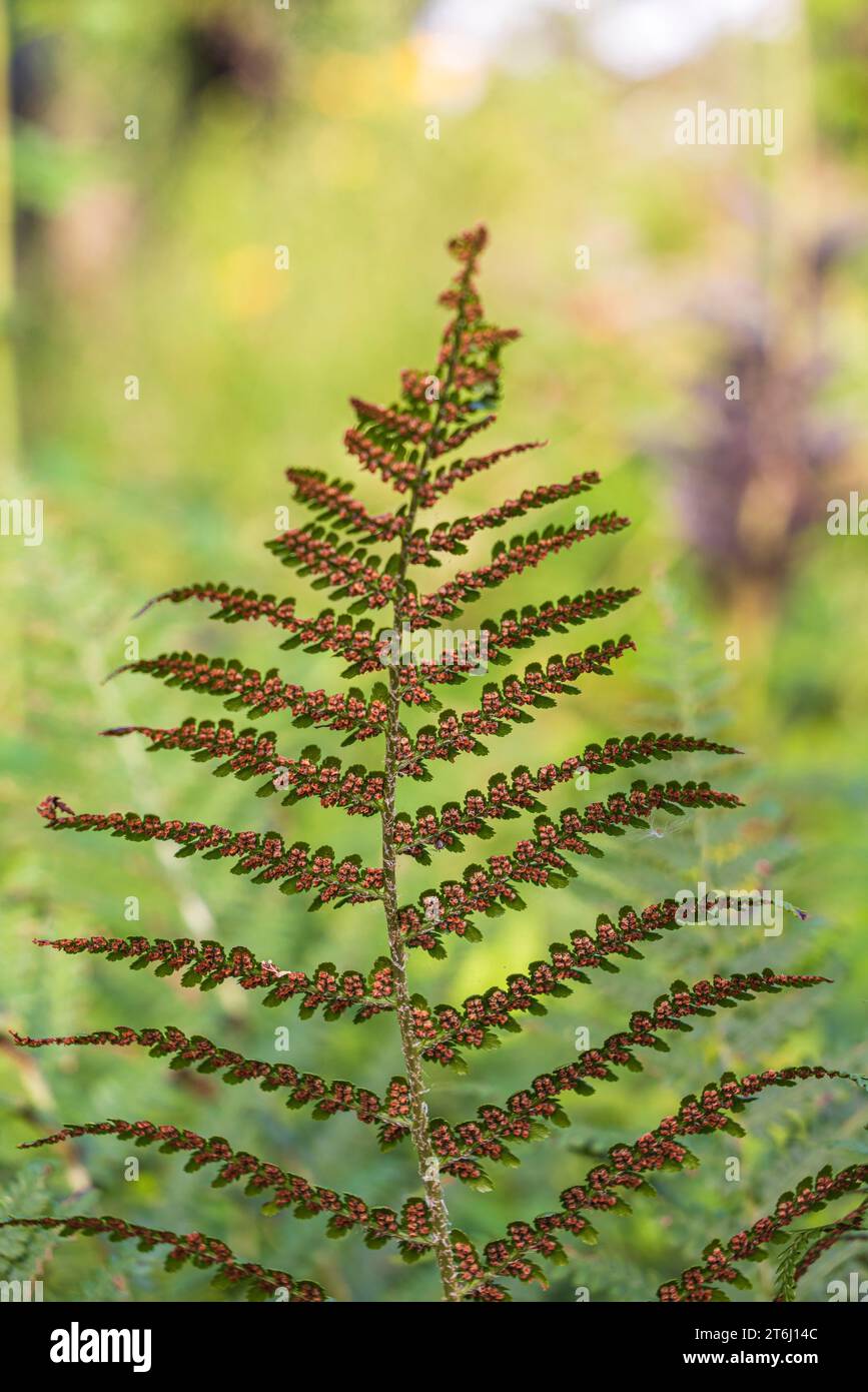 Farnwedel, Flugblätter mit Reifen Sporen, Bokeh Stockfoto