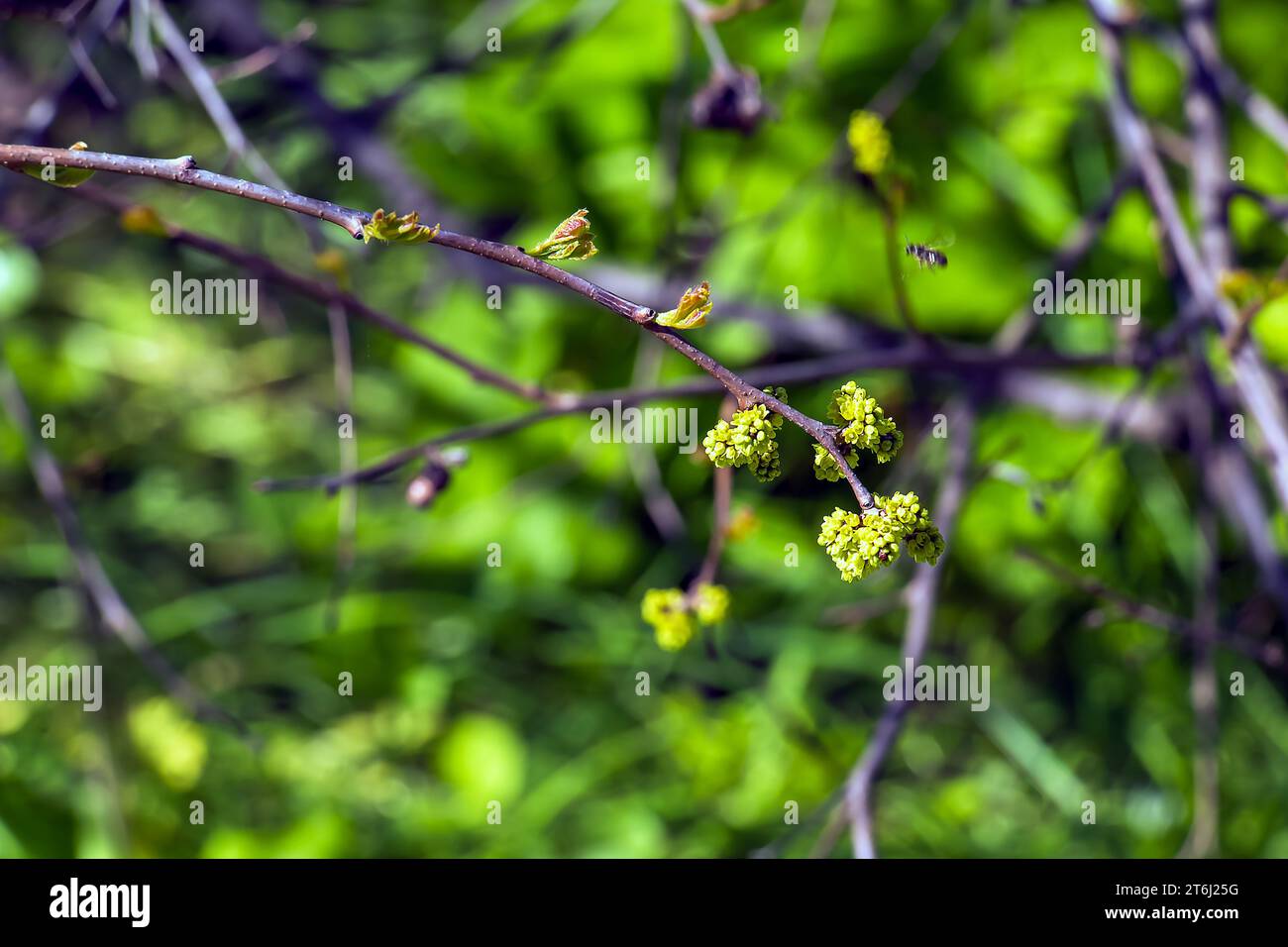 Knospen und Blätter von Sumac Rhus trilobata im Frühjahr. Stockfoto Knospen und Blätter von Sumac Rhus trilobata im Frühjahr. Stockfoto